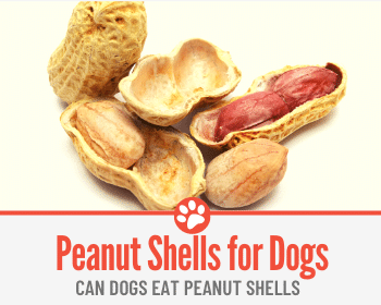 are boiled peanuts bad for dogs