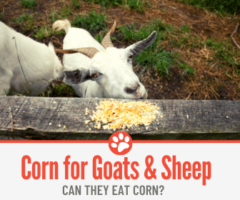 Can Goats and Sheep Eat Corn – The Definite Guide