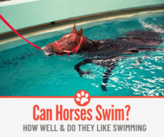 Can Horses Swim? How Well & Do They Like Swimming?