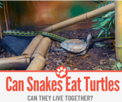 Do Snakes Eat Turtles – Can They Live Together?