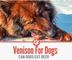 Is Deer Meat ( Venison ) Good for Dogs & Can They Eat it?