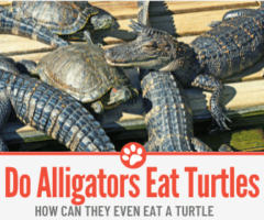 Do Alligators Eat Turtles? Can They Even Eat one?