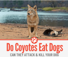 Do Coyotes Eat Dogs? Can They Attack your Dog?