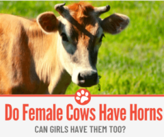 Do Female Cows Have Horns - Can Girls have them Too?