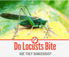 Do Locusts Bite? Are they Dangerous?