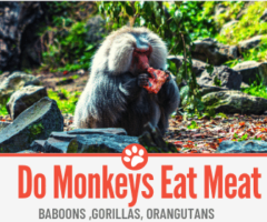 Do Monkeys Eat Meat? What About Baboons ,Gorillas, Orangutans?