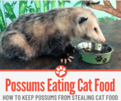 Do Possums Eat Cat Food &How to keep Them away from Cat Food