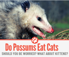 Do Possums Eat Cats & Kittens?