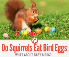 Do Squirrels Eat Bird Eggs + Birds & Baby Birds?