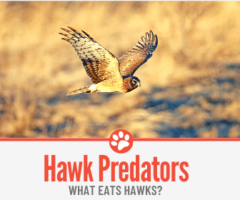 What Eats Hawks? Animals that Eat Hawks (Hawk Predators)