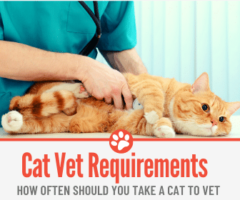 How Often do You Take a Cat to The Vet? Requirements