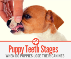 When Do Puppies Lose their Canines- Puppy Teeth Stages