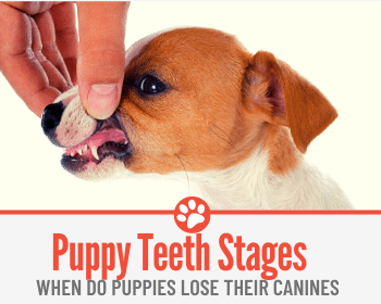 do dogs lose their puppy teeth