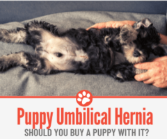 Should I Buy A Puppy With An Umbilical Hernia? Should You?