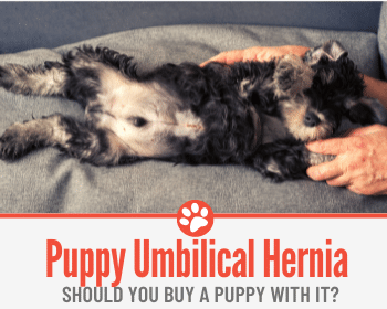 Should I Buy A Puppy With An Umbilical Hernia Should You