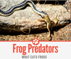 What Eats Frogs? Top Frog Predators!