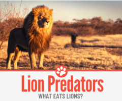 What Eats Lions? ( Lion Predators )