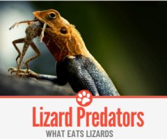 What Eats Lizards – Lizard Predators