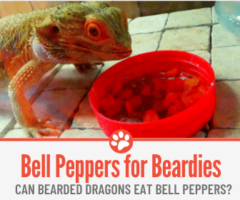 Can Bearded Dragons Eat Bell Peppers? Which Ones Are safe?