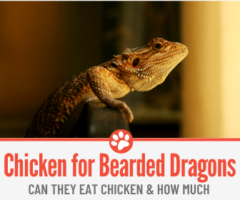 Can Bearded Dragons Eat Chicken?