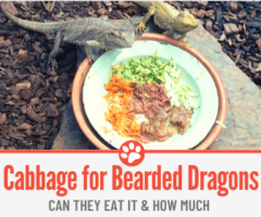 Can Bearded Dragons eat Cabbage?