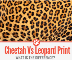 Cheetah VS Leopard Print – What is the Difference?