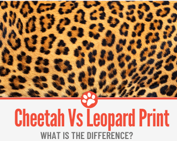 Cheetah VS Leopard Print – What is the Difference? (2022)
