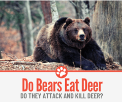 Do Bears Eat Deer? Will They Attack and Kill Deer?