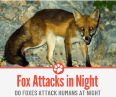 Do Foxes Attack Humans At Night -Can They Hurt You at Night?