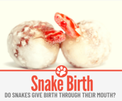 Do Snakes Give Birth Through Their Mouth? Do they Lay Eggs?