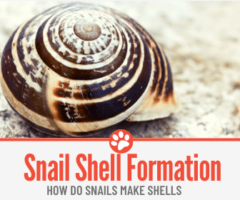 How Do Snails Make Shells - How are They Formed