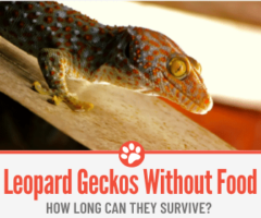 How Long Can Leopard Geckos Go Without Food?