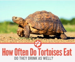 How Often do Tortoises Eat -Do they Drink as well?