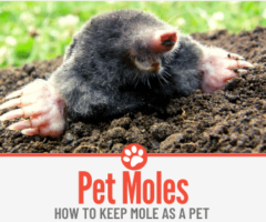 How to Keep A Pet Mole -GUIDE