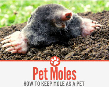 How to Keep A Pet Mole -GUIDE