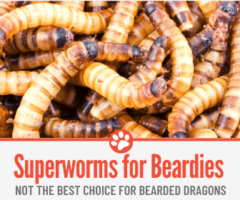 Superworms For Bearded Dragons - Not the best choice...