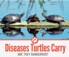 What Diseases Do Turtles Carry -Are they Dangerous?