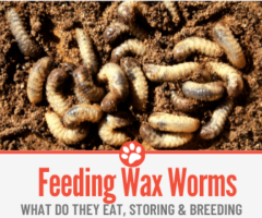 What Do Wax Worms eat? Storing and Breeding them
