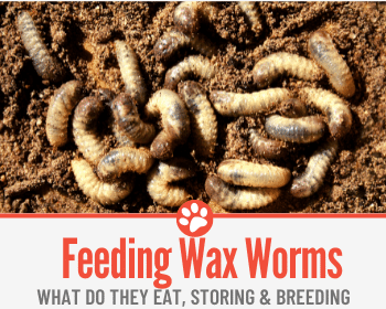 What Do Wax Worms eat