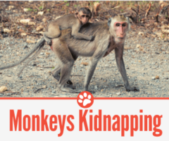 Why Do Monkeys Kidnap Baby Monkeys -What about Human Babies?