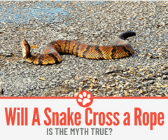 Will a Snake Cross a Rope?  Is the Myth true?