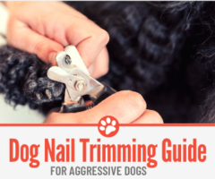 Aggressive Dog Nail Trimming Guide