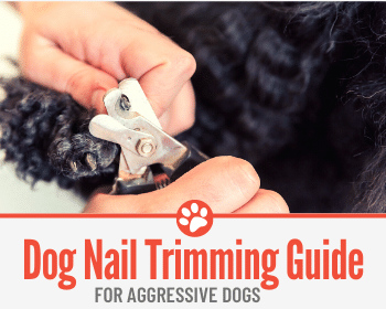 aggressive dog nail trimming guide