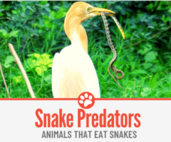 10 Animals That Eat Snakes - Snake Predators!
