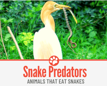 10 Animals That Eat Snakes – Snake Predators!