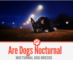 Are Dogs Nocturnal? Which Breeds are Nocturnal?