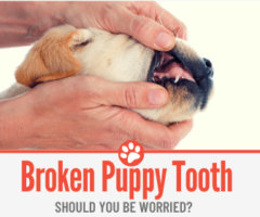 Broken Puppy Tooth - Should I be Worried & Is It painful?