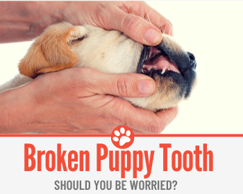 what puppy teeth fall out last