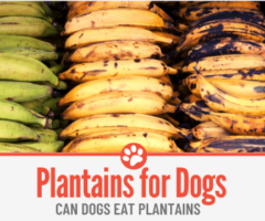 Can Dogs Eat Plantains? Are They Safe?