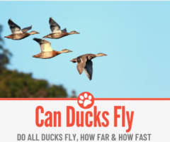 Can Ducks Fly? Do All Ducks Fly? How Far,How Fast& Long?